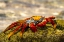 Picture of ECUADOR-GALAPAGOS NATIONAL PARK-MOSQUERA ISLAND. SALLY LIGHTFOOT CRAB CLOSE-UP.