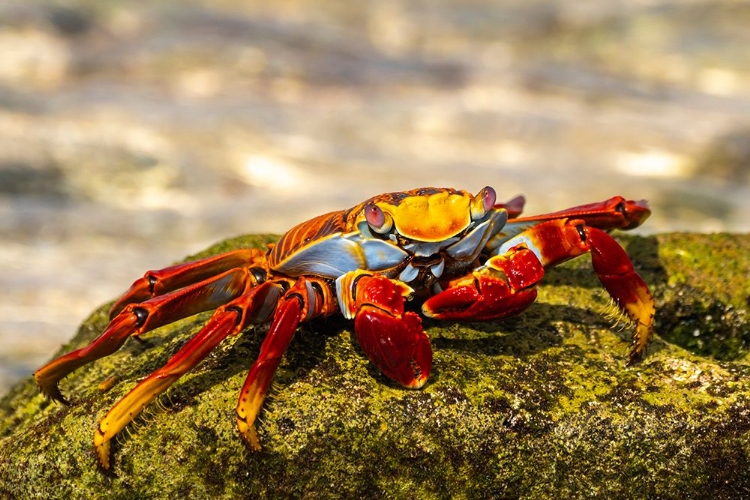 Picture of ECUADOR-GALAPAGOS NATIONAL PARK-MOSQUERA ISLAND. SALLY LIGHTFOOT CRAB CLOSE-UP.