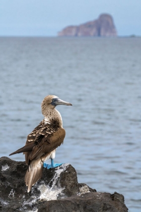 Picture of ECUADOR-GALAPAGOS NATIONAL PARK-ISLA LOBOS. BLUE-FOOTED BOOBY ON ROCK OVERLOOKING OCEAN.