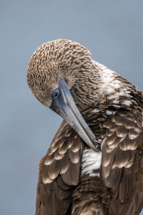 Picture of ECUADOR-GALAPAGOS NATIONAL PARK-ISLA LOBOS. BLUE-FOOTED BOOBY PREENING.