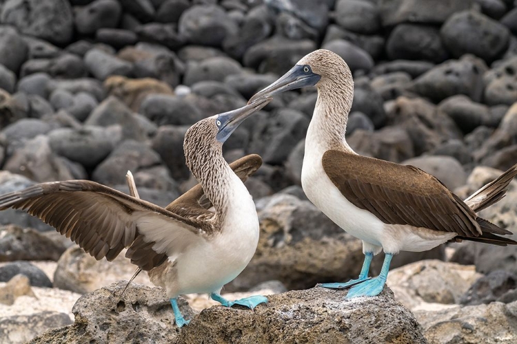 Picture of ECUADOR-GALAPAGOS NATIONAL PARK-ISLA LOBOS. BLUE-FOOTED BOOBY PAIR COURTSHIP.