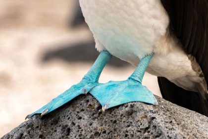Picture of ECUADOR-GALAPAGOS NATIONAL PARK-ISLA LOBOS. CLOSE-UP OF BLUE-FOOTED BOOBYS WEBBED FEET.