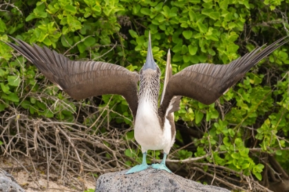 Picture of ECUADOR-GALAPAGOS NATIONAL PARK-ISLA LOBOS. BLUE-FOOTED BOOBY IN SKY POINTING BEHAVIOR.