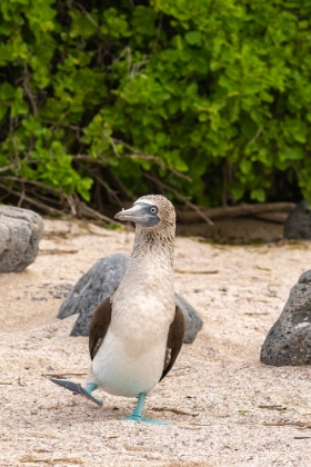 Picture of ECUADOR-GALAPAGOS NATIONAL PARK-ISLA LOBOS. BLUE-FOOTED BOOBY DANCING.