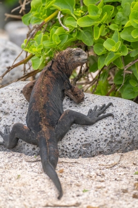 Picture of ECUADOR-GALAPAGOS NATIONAL PARK-MOSQUERA ISLAND. MARINE IGUANA ON ROCK.