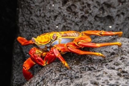 Picture of ECUADOR-GALAPAGOS NATIONAL PARK-MOSQUERA ISLAND. SALLY LIGHTFOOT CRAB CLOSE-UP.