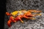 Picture of ECUADOR-GALAPAGOS NATIONAL PARK-MOSQUERA ISLAND. SALLY LIGHTFOOT CRAB CLOSE-UP.