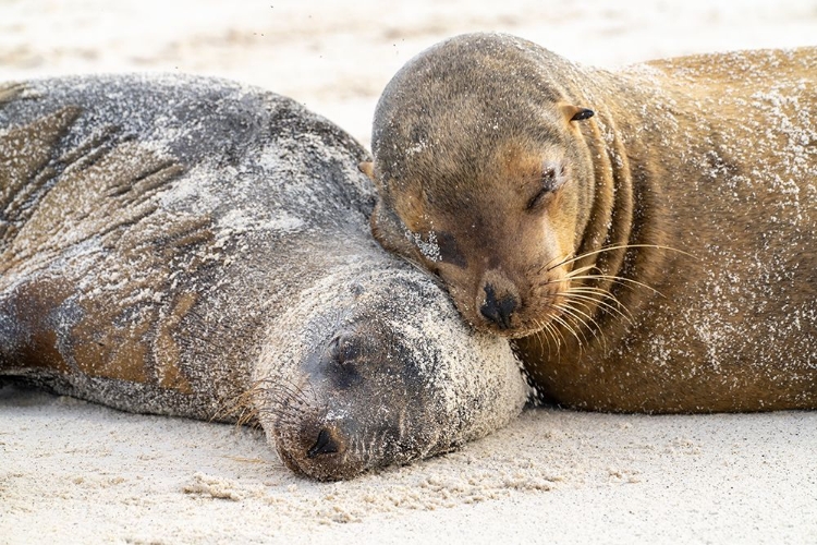 Picture of ECUADOR-GALAPAGOS NATIONAL PARK-ESPANOLA ISLAND. SEA LIONS SLEEPING ON BEACH.