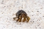 Picture of ECUADOR-GALAPAGOS NATIONAL PARK-ESPANOLA ISLAND-GARDINER BAY. HERMIT CRAB ON BEACH.