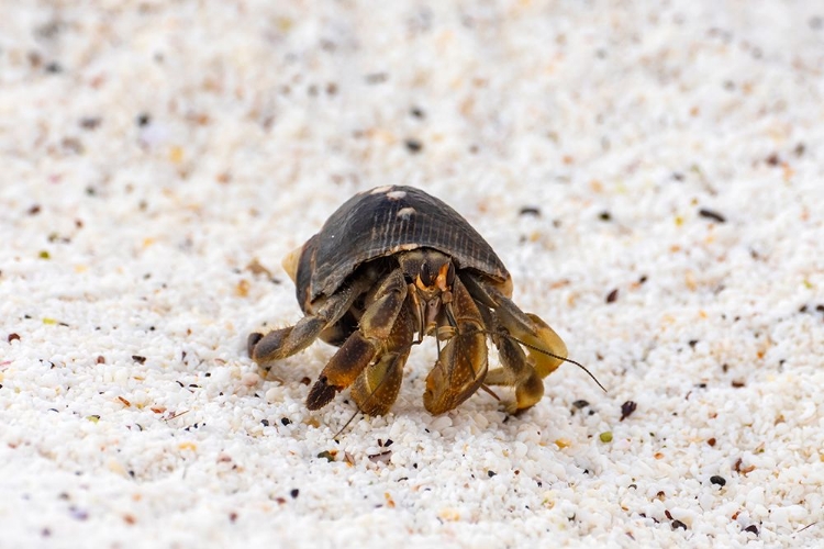 Picture of ECUADOR-GALAPAGOS NATIONAL PARK-ESPANOLA ISLAND-GARDINER BAY. HERMIT CRAB ON BEACH.