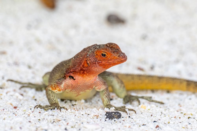 Picture of ECUADOR-GALAPAGOS NATIONAL PARK-ESPANOLA ISLAND. CLOSE-UP OF LAVA LIZARD.