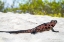 Picture of ECUADOR-GALAPAGOS NATIONAL PARK-ESPANOLA ISLAND-GARDINER BAY. MARINE IGUANA ON BEACH.