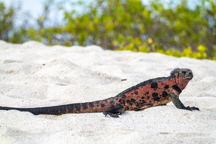 Picture of ECUADOR-GALAPAGOS NATIONAL PARK-ESPANOLA ISLAND-GARDINER BAY. MARINE IGUANA ON BEACH.