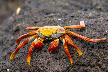 Picture of ECUADOR-GALAPAGOS NATIONAL PARK-MOSQUERA ISLAND. SALLY LIGHTFOOT CRAB CLOSE-UP.