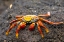 Picture of ECUADOR-GALAPAGOS NATIONAL PARK-MOSQUERA ISLAND. SALLY LIGHTFOOT CRAB CLOSE-UP.