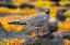 Picture of ECUADOR-GALAPAGOS NATIONAL PARK-MOSQUERA ISLAND. LAVA GULL CLOSE-UP.