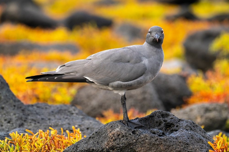 Picture of ECUADOR-GALAPAGOS NATIONAL PARK-MOSQUERA ISLAND. LAVA GULL CLOSE-UP.