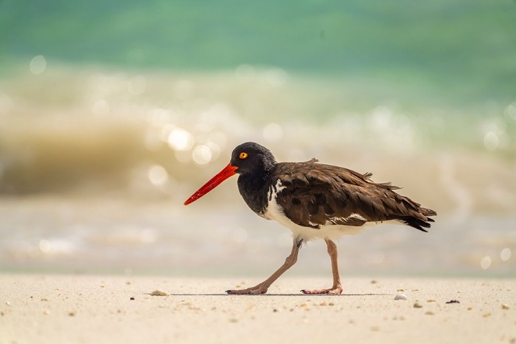 Picture of ECUADOR-GALAPAGOS NATIONAL PARK-ESPANOLA ISLAND. AMERICAN OYSTERCATCHER WALKING ON BEACH.