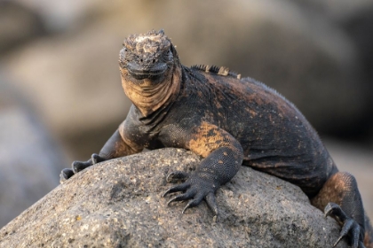 Picture of ECUADOR-GALAPAGOS NATIONAL PARK-MOSQUERA ISLAND. MARINE IGUANA ON ROCK.