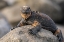 Picture of ECUADOR-GALAPAGOS NATIONAL PARK-MOSQUERA ISLAND. MARINE IGUANA ON ROCK.