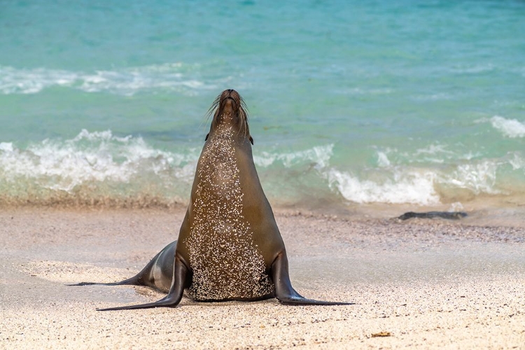 Picture of ECUADOR-GALAPAGOS NATIONAL PARK-ESPANOLA ISLAND. SEA LION ON BEACH.