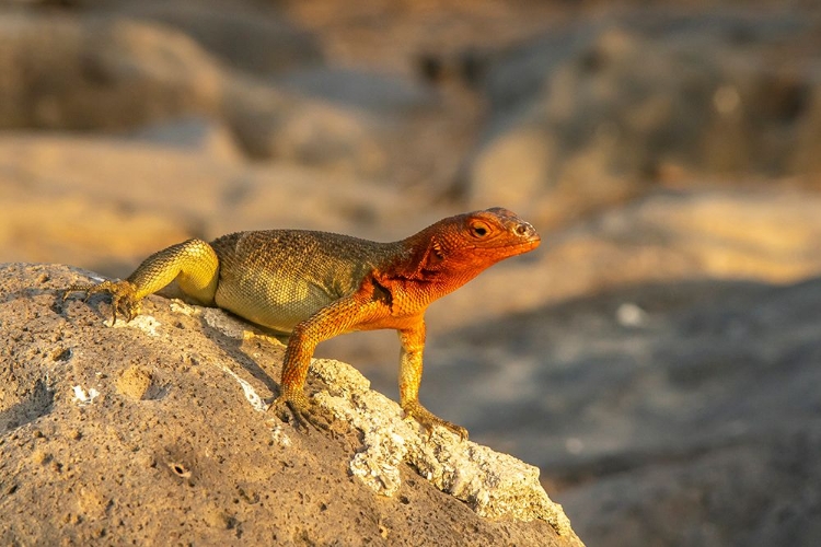 Picture of ECUADOR-GALAPAGOS NATIONAL PARK-ESPANOLA ISLAND. CLOSE-UP OF LAVA LIZARD.