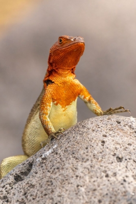 Picture of ECUADOR-GALAPAGOS NATIONAL PARK-ESPANOLA ISLAND. CLOSE-UP OF LAVA LIZARD.