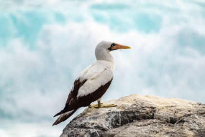 Picture of ECUADOR-GALAPAGOS NATIONAL PARK. NAZCA BOOBY CLOSE-UP.