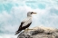 Picture of ECUADOR-GALAPAGOS NATIONAL PARK. NAZCA BOOBY CLOSE-UP.