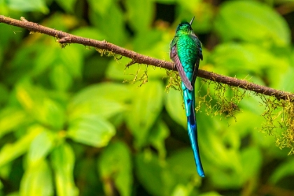 Picture of ECUADOR-GUANGO. LONG-TAILED SYLPH HUMMINGBIRD CLOSE-UP.