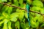 Picture of ECUADOR-GUANGO. LONG-TAILED SYLPH HUMMINGBIRD CLOSE-UP.