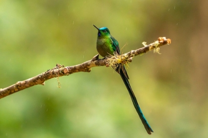 Picture of ECUADOR-GUANGO. LONG-TAILED SYLPH HUMMINGBIRD CLOSE-UP.