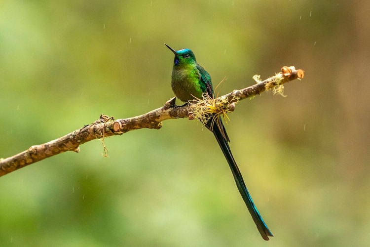 Picture of ECUADOR-GUANGO. LONG-TAILED SYLPH HUMMINGBIRD CLOSE-UP.