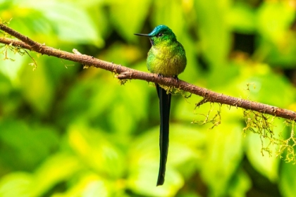 Picture of ECUADOR-GUANGO. LONG-TAILED SYLPH HUMMINGBIRD CLOSE-UP.