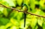 Picture of ECUADOR-GUANGO. LONG-TAILED SYLPH HUMMINGBIRD CLOSE-UP.