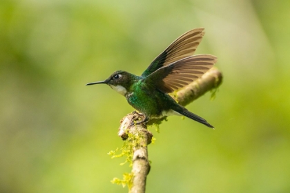 Picture of ECUADOR-GUANGO. TOURMALINE SUNANGEL HUMMINGBIRD CLOSE-UP.