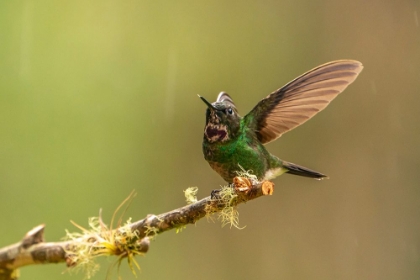 Picture of ECUADOR-GUANGO. TOURMALINE SUNANGEL HUMMINGBIRD CLOSE-UP.