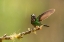 Picture of ECUADOR-GUANGO. TOURMALINE SUNANGEL HUMMINGBIRD CLOSE-UP.