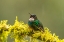 Picture of ECUADOR-GUANGO. TOURMALINE SUNANGEL HUMMINGBIRD CLOSE-UP.