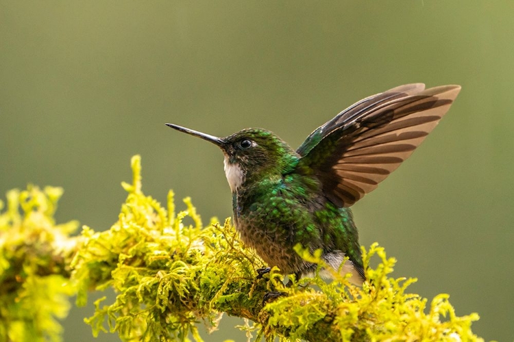 Picture of ECUADOR-GUANGO. TOURMALINE SUNANGEL HUMMINGBIRD CLOSE-UP.