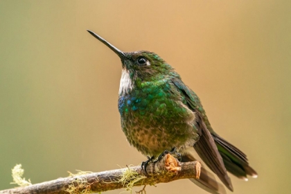 Picture of ECUADOR-GUANGO. TOURMALINE SUNANGEL HUMMINGBIRD CLOSE-UP.