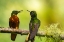 Picture of ECUADOR-GUANGO. CHESTNUT-BREASTED CORONET HUMMINGBIRDS CLOSE-UP.