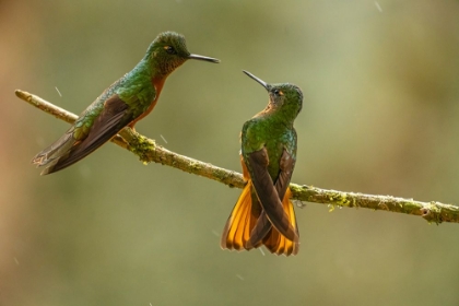 Picture of ECUADOR-GUANGO. CHESTNUT-BREASTED CORONET HUMMINGBIRDS CLOSE-UP.