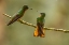 Picture of ECUADOR-GUANGO. CHESTNUT-BREASTED CORONET HUMMINGBIRDS CLOSE-UP.