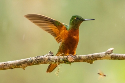 Picture of ECUADOR-GUANGO. CHESTNUT-BREASTED CORONET HUMMINGBIRD CLOSE-UP.