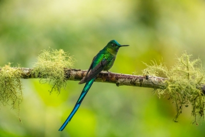 Picture of ECUADOR-GUANGO. LONG-TAILED SYLPH HUMMINGBIRD CLOSE-UP.