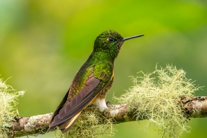 Picture of ECUADOR-GUANGO. BUFF-TAILED CORONET HUMMINGBIRD CLOSE-UP.