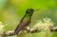 Picture of ECUADOR-GUANGO. BUFF-TAILED CORONET HUMMINGBIRD CLOSE-UP.