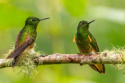 Picture of ECUADOR-GUANGO. BUFF-TAILED CORONET HUMMINGBIRDS CLOSE-UP.