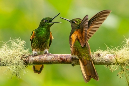 Picture of ECUADOR-GUANGO. BUFF-TAILED CORONET HUMMINGBIRDS FIGHTING.